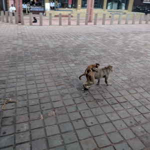 IMG_20190708_073835.jpg